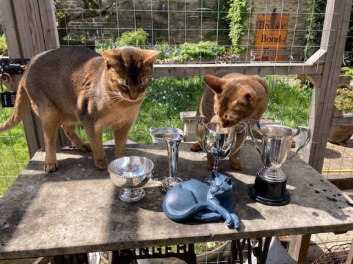 Dixie & Ida inspecting the kittens’ trophies - 20 Apr 26