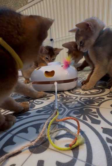 Playful kittens - 30 Sep 26