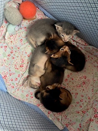 Rosie’s litter - 2 Sep 26 Rosie’s litter - 2 Sep 26