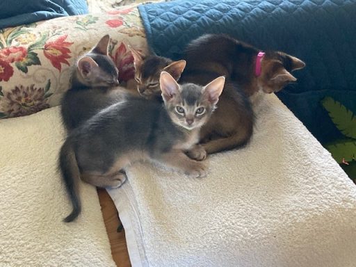 7 weeks old - 1 Oct 26