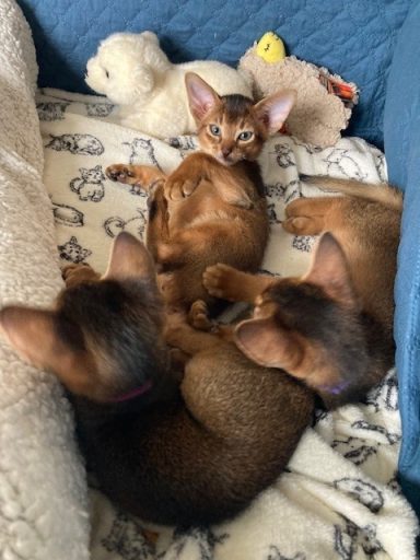 Percy, Penny & Annie - 11 Oct 26
