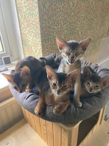Waking kittens - 30 Sep 26