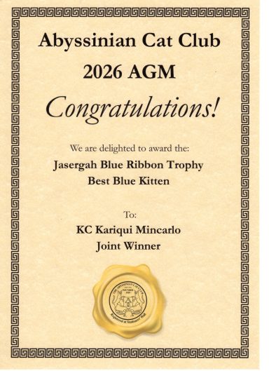 Best Blue Kitten - Joint Winner with Reggie