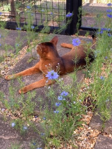 Huey - 25 May 26 just after his first stud days with Minnie